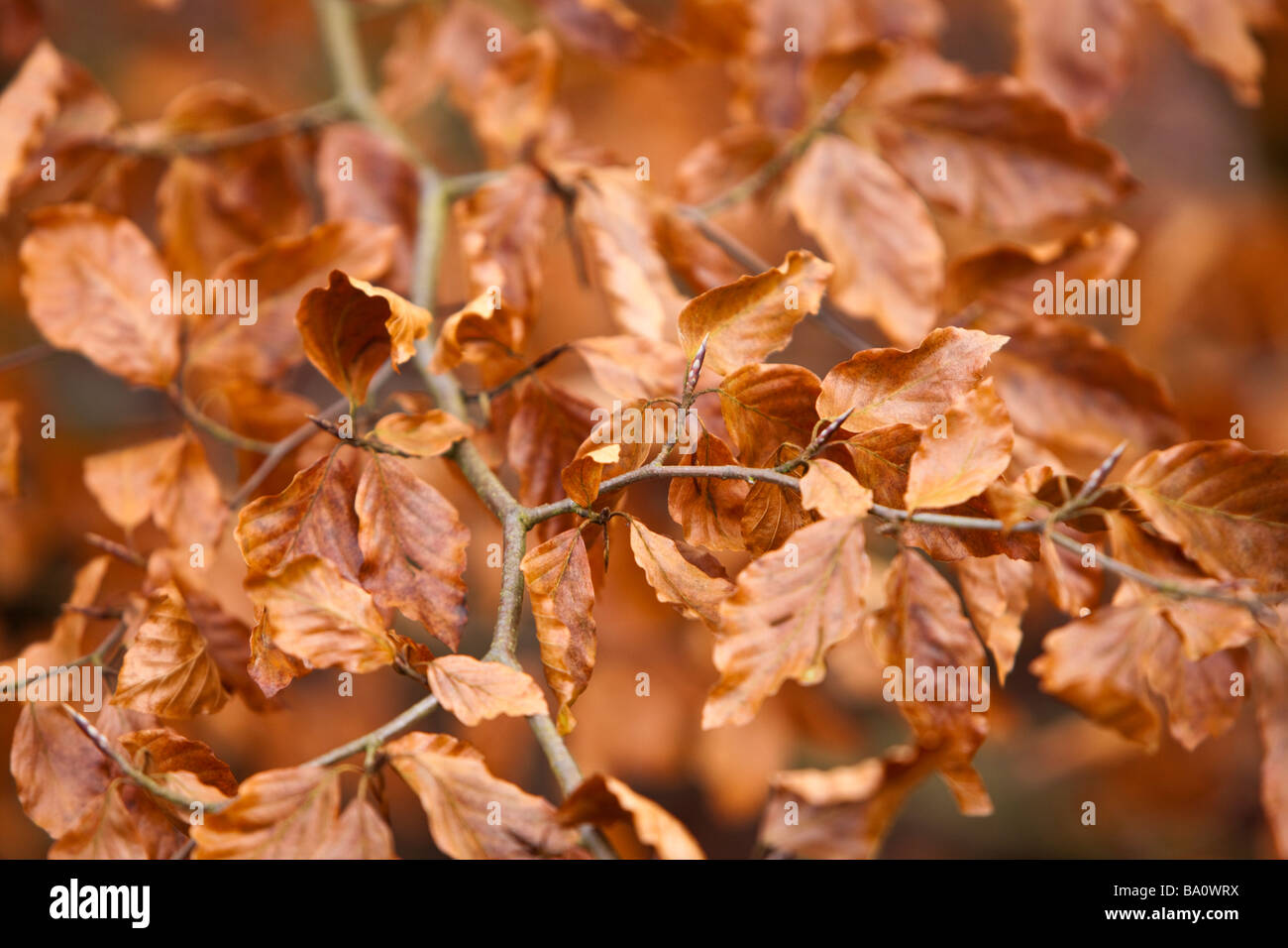 Goldene Blätter auf einem Ast im Herbst Stockfoto