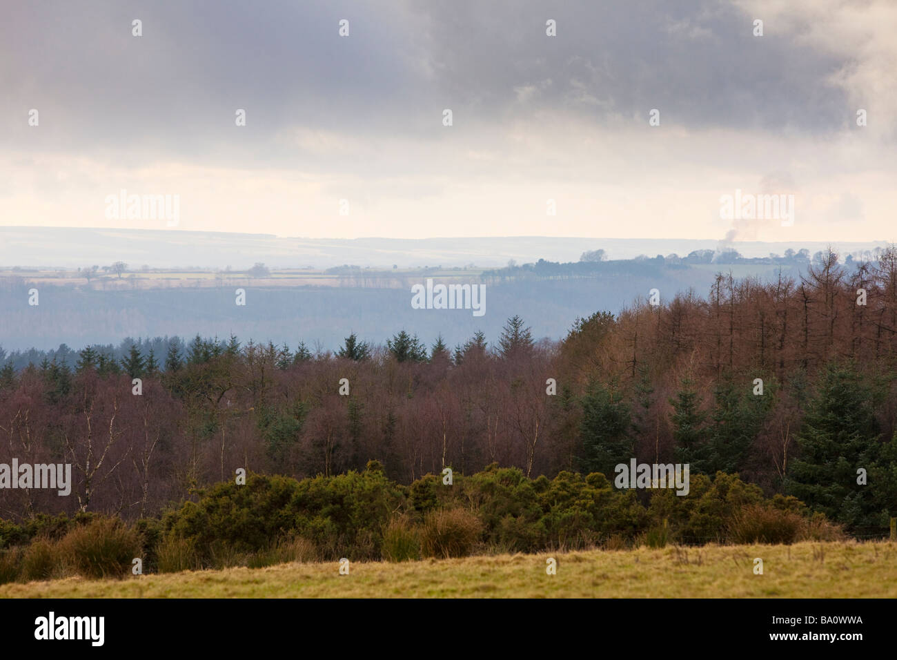 Cropton Waldrand, Blick auf die North Yorkshire Moors im winter Stockfoto