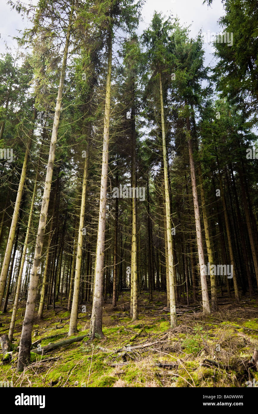 Dichten verwalteten Wald von Föhren UK Stockfoto