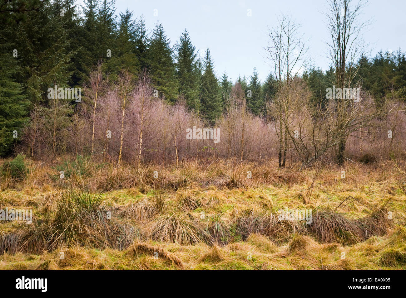 Cropton Nadelwald im Winter Königreich Stockfoto