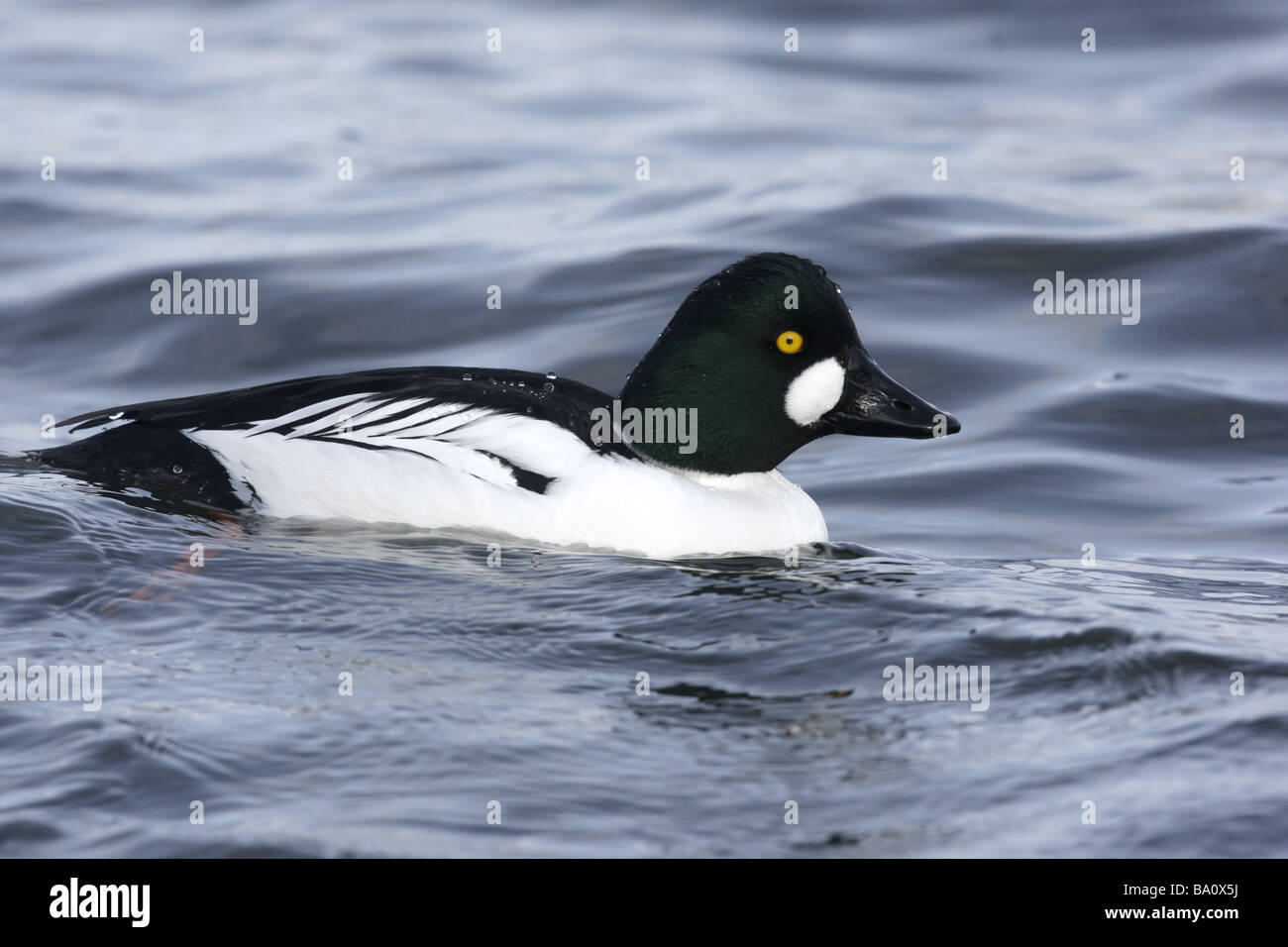 Goldeneye Bucephala Clangula männlichen Schottland winter Stockfoto