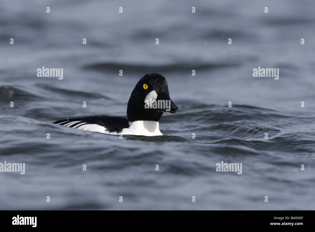 Goldeneye Bucephala Clangula männlichen Schottland winter Stockfoto