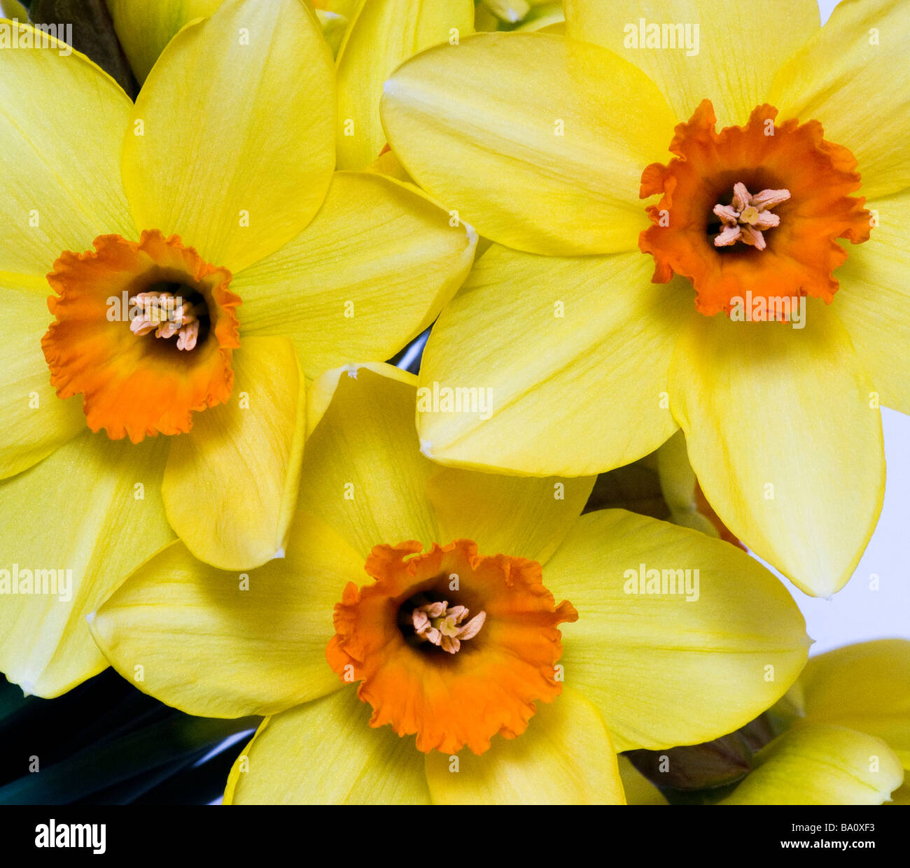 Nahaufnahme von gelb und Orange Schnittblumen Narzissen bilden eine bunte Anzeige im Frühjahr Stockfoto