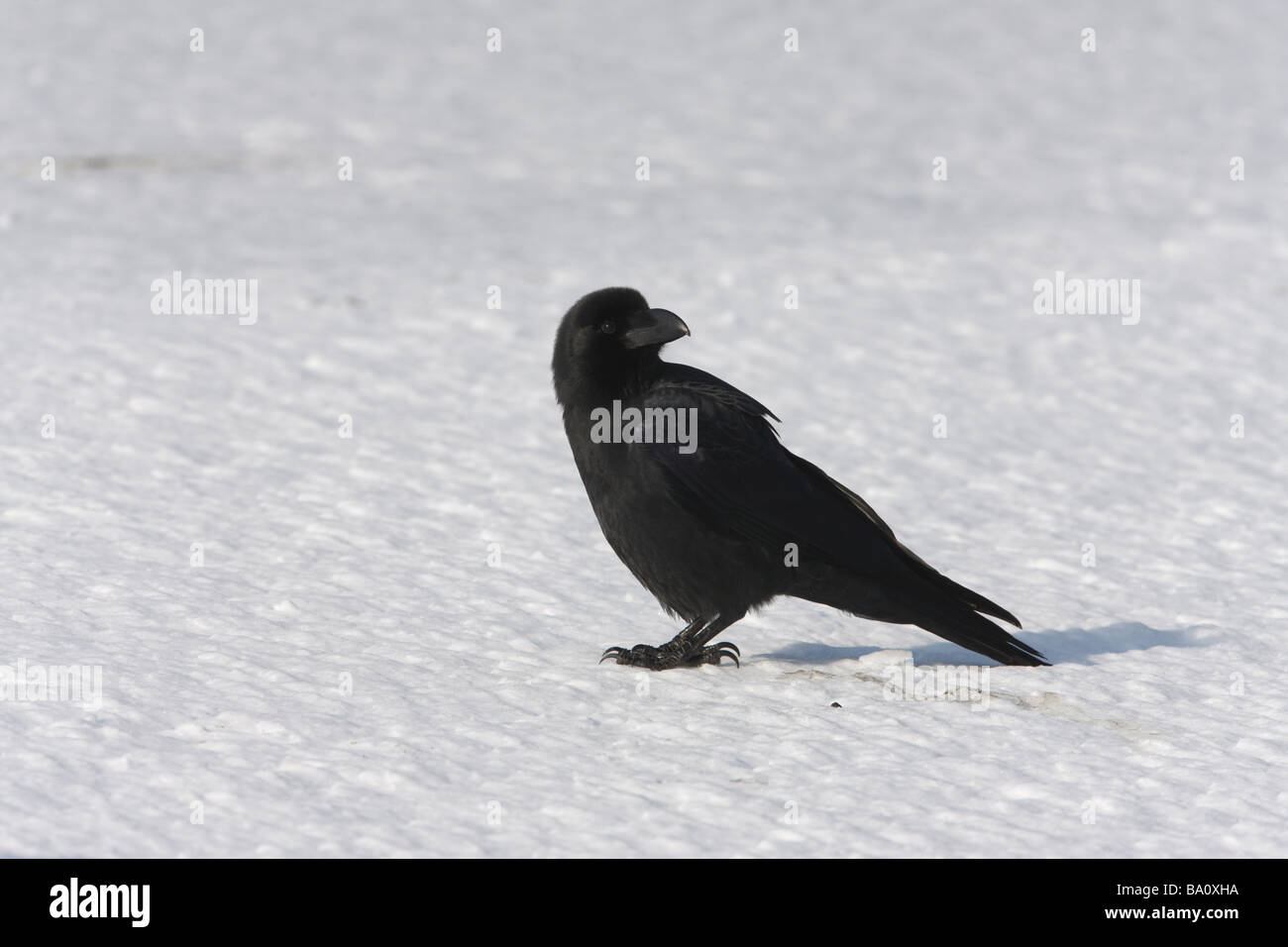 Dicke in Rechnung gestellt oder Dschungel Krähe Corvus Macrorhynchos Japan winter Stockfoto