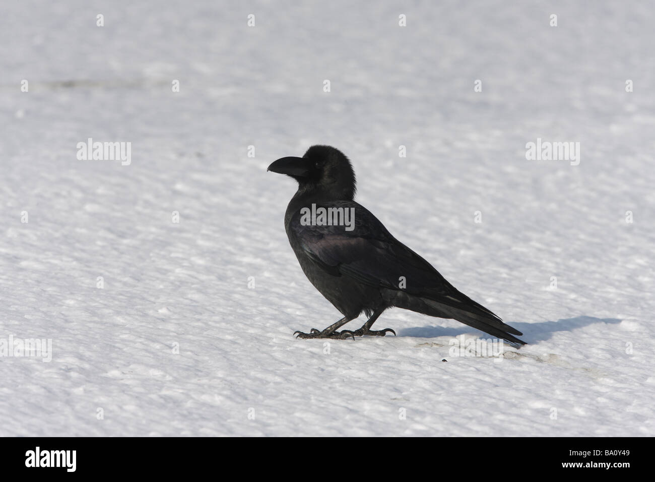 Dicke in Rechnung gestellt oder Dschungel Krähe Corvus Macrorhynchos Japan winter Stockfoto