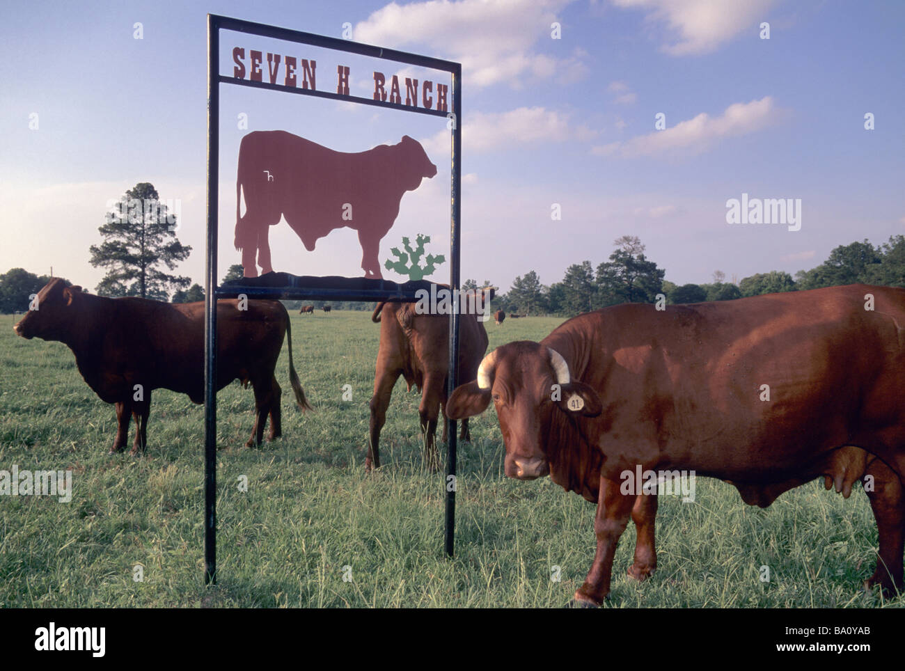 Zeichen und Vieh auf der Ranch in der Nähe von Richards in Grimes County Texas USA Stockfoto