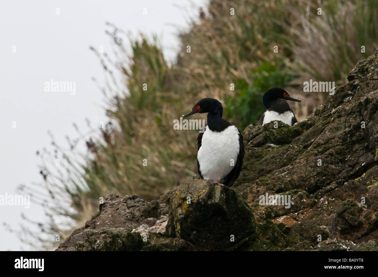 Kormoran paar in ihrem nest Stockfoto