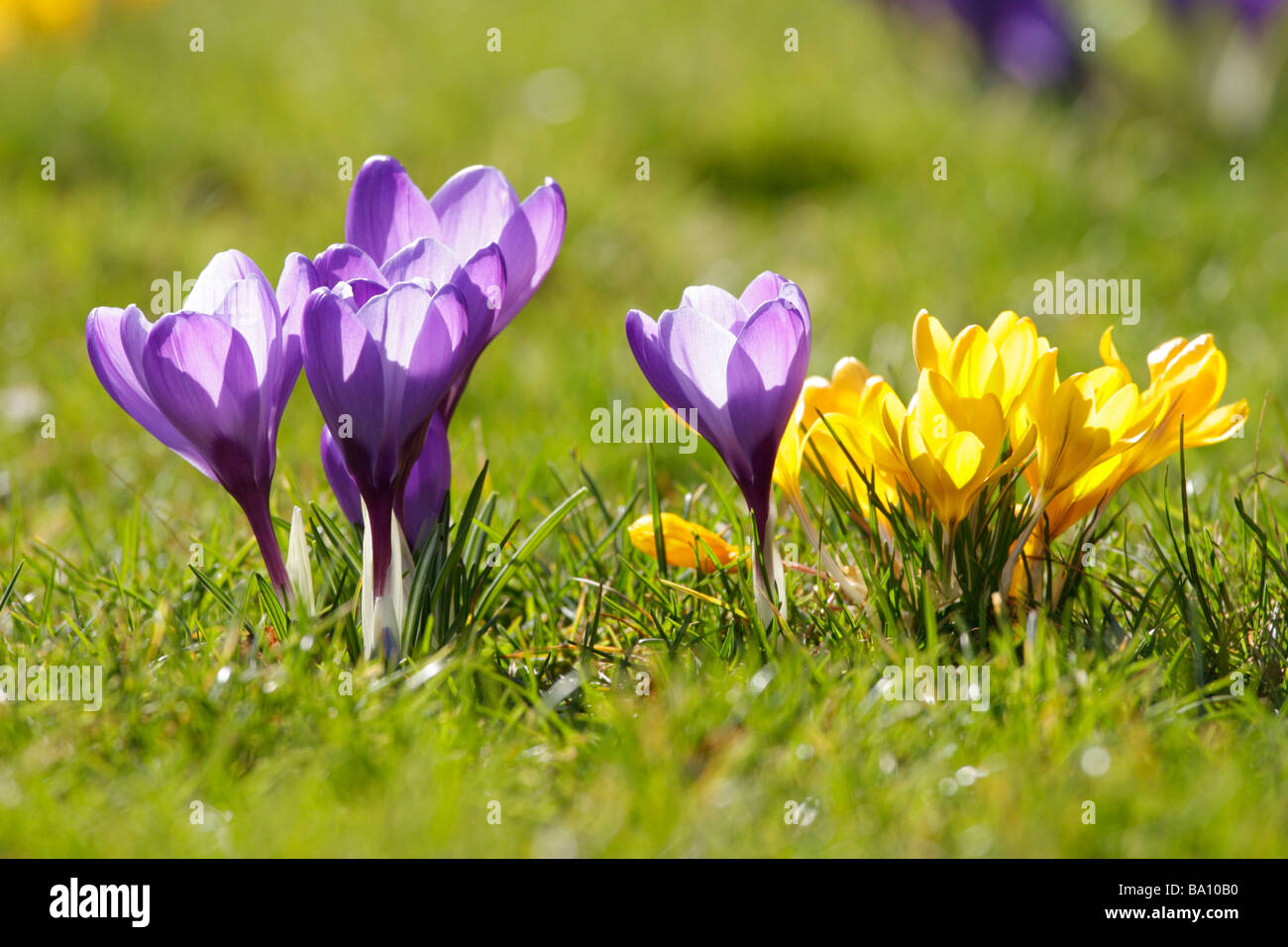 lila und gelb crocusses Stockfoto