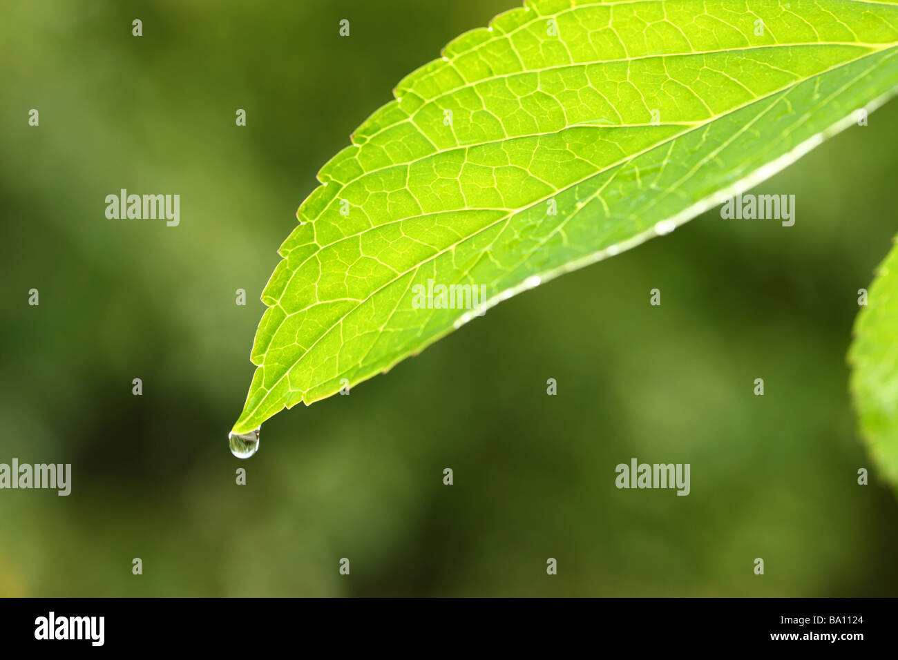 Tropfen des Wassers auf grünes Blatt Stockfoto