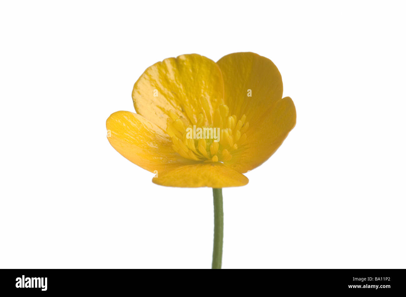 Butterblume Blume Stockfoto