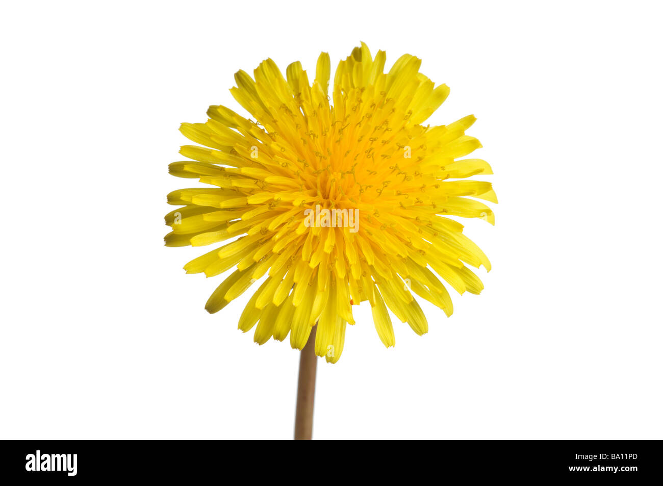 Löwenzahn Blume Stockfoto