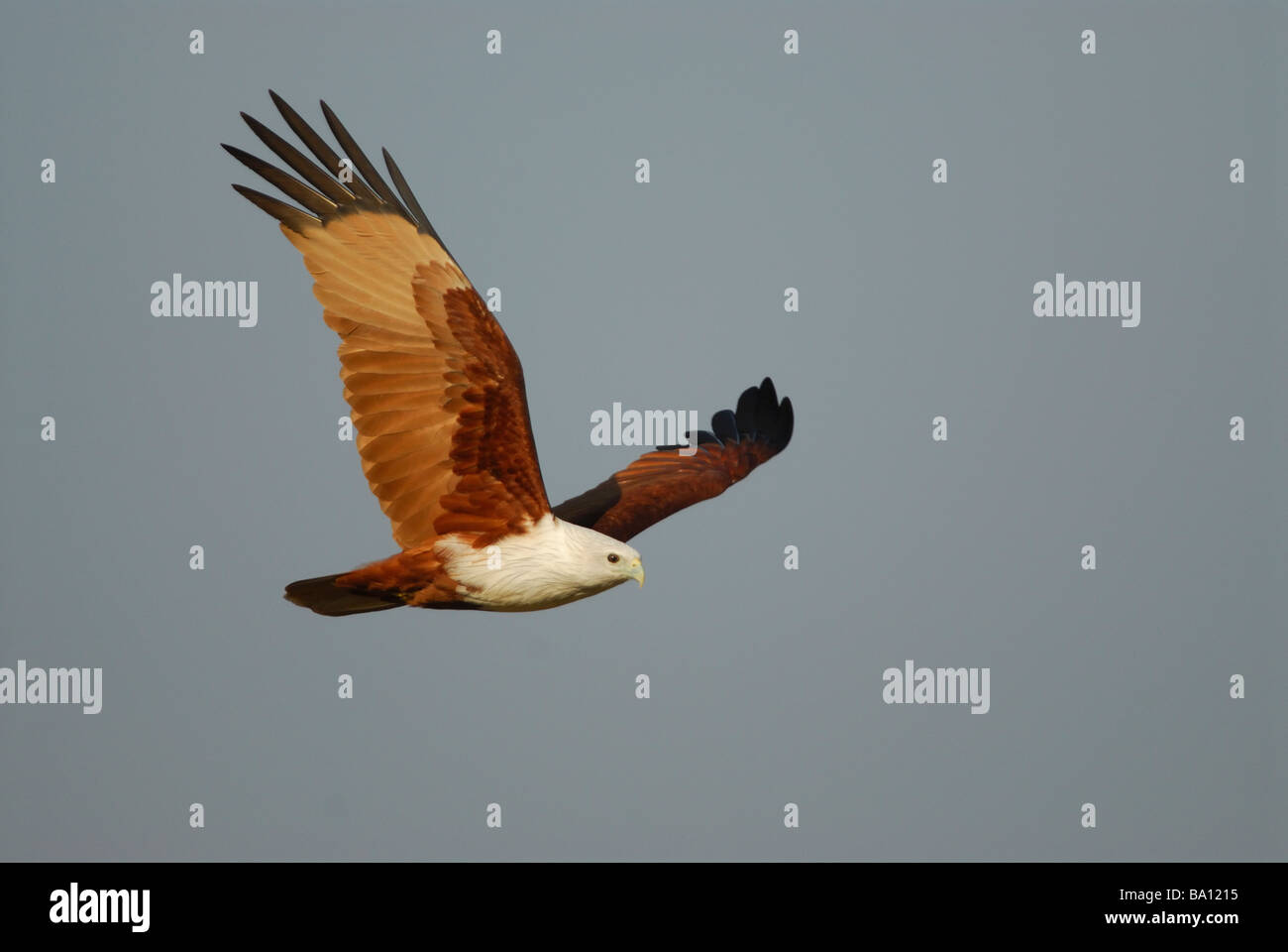 Brahmini Kite im Flug Stockfoto