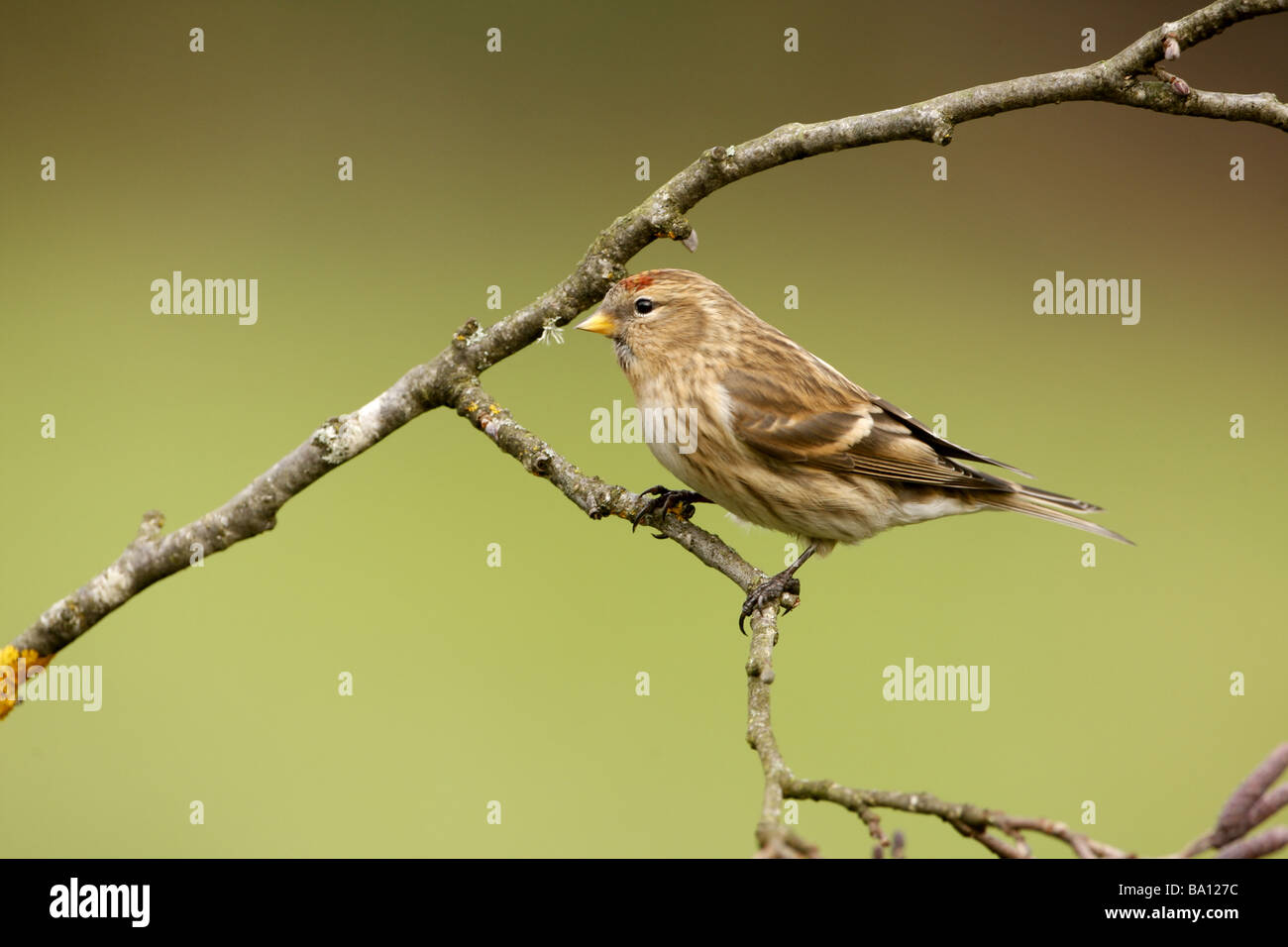 Geringerem Redpoll, Zuchtjahr Kabarett, einziger Vogel auf Zweig, Gloucestershire Stockfoto