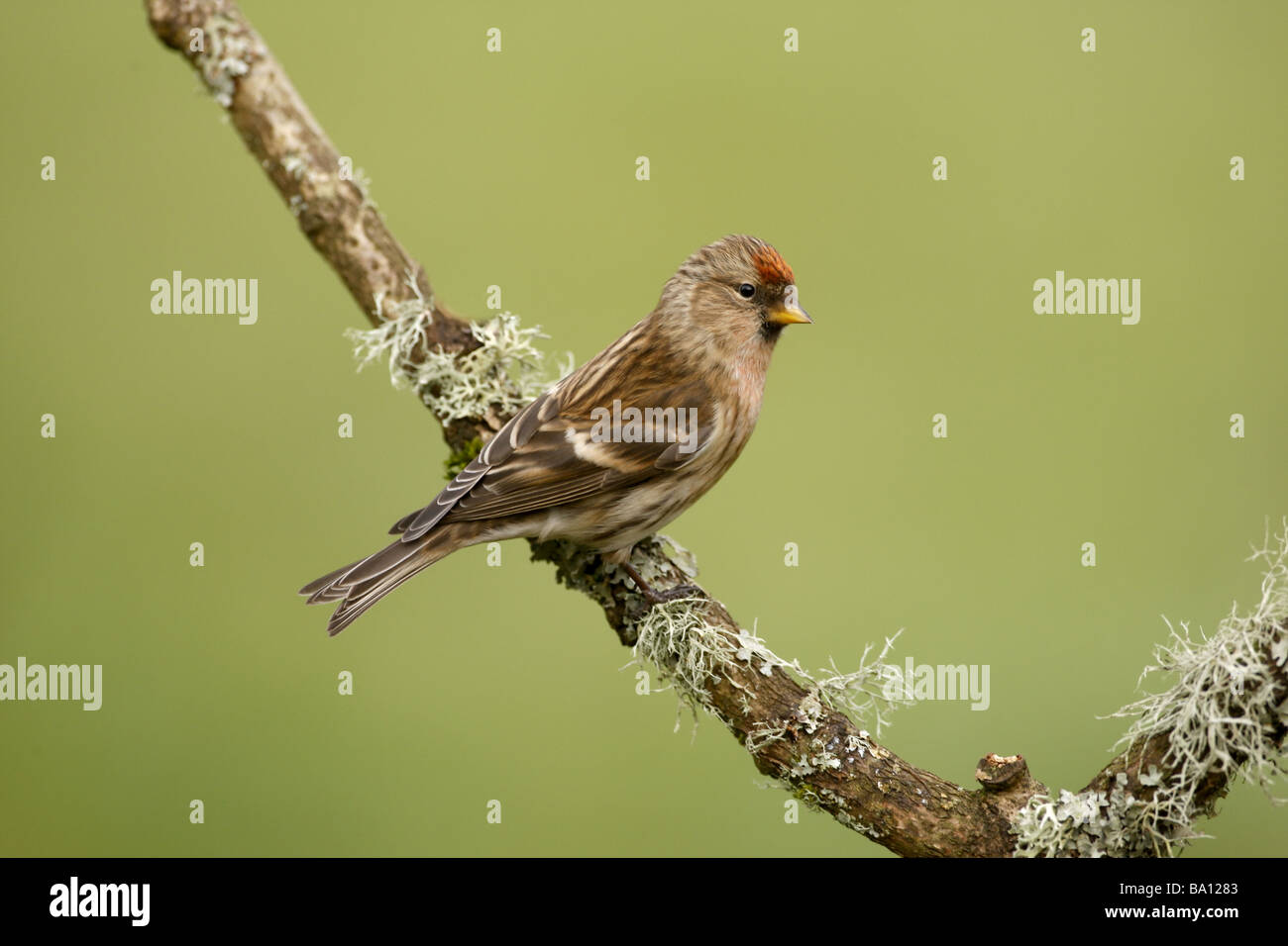 Geringerem Redpoll, Zuchtjahr Kabarett, einziger Vogel auf Zweig, Gloucestershire Stockfoto