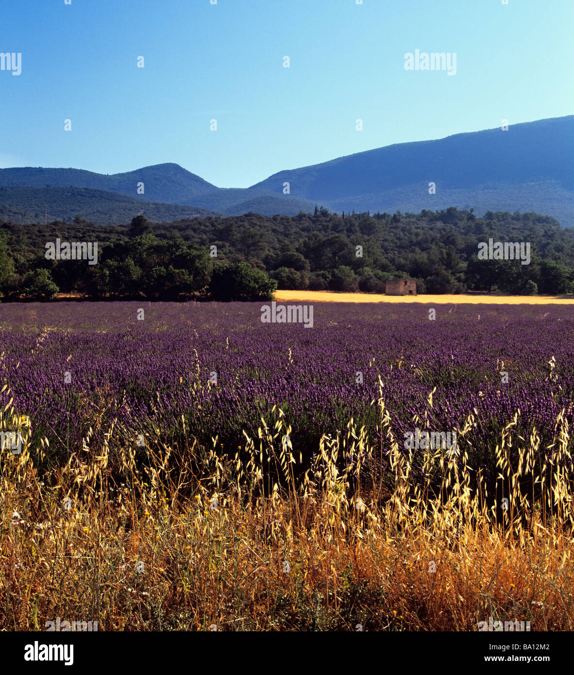 Lavendelfelder und Kiefer Baum Wälder, hügelige im Hintergrund in der Nähe von Apt, Provence, Frankreich Stockfoto