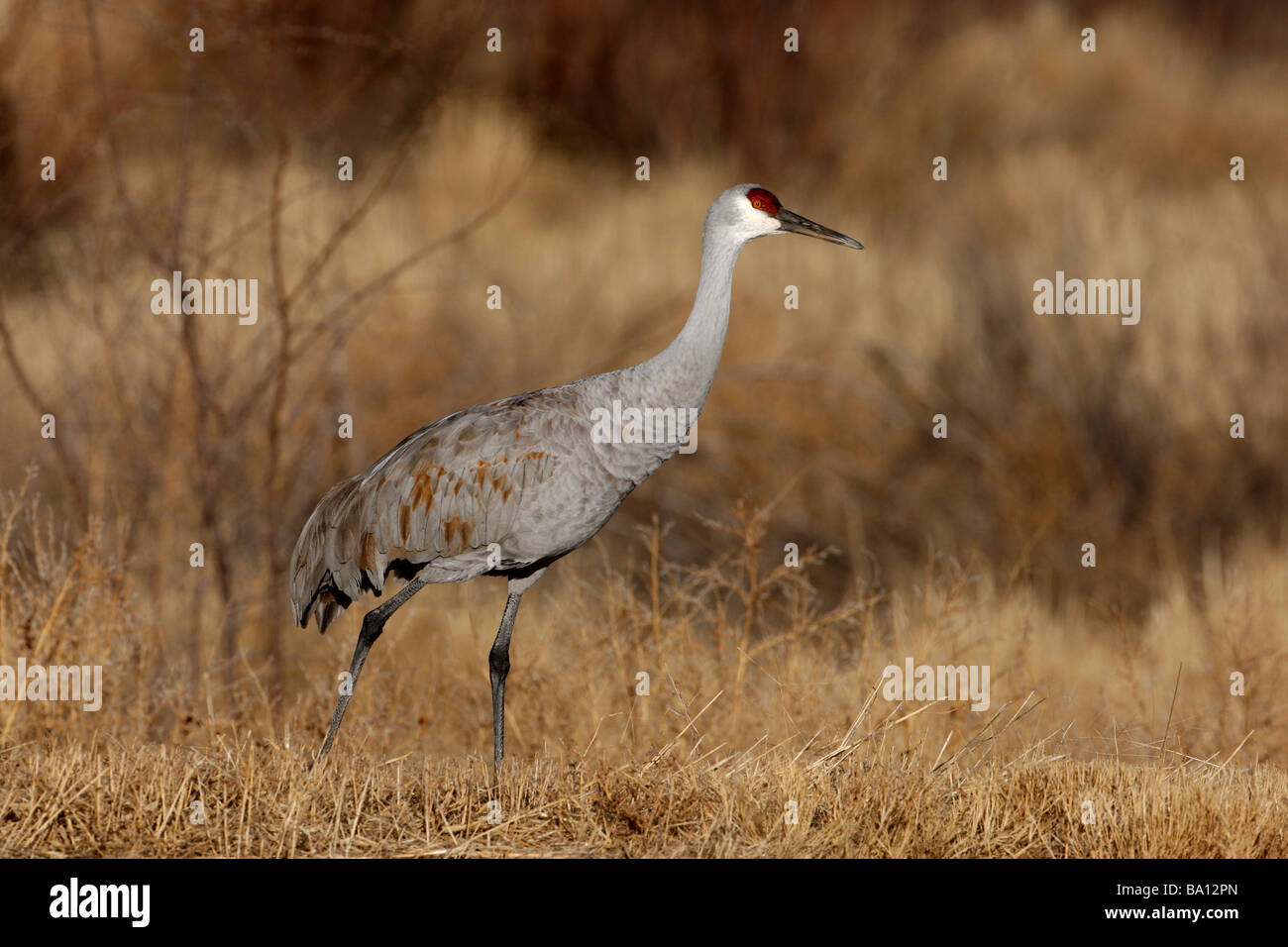 Sandhill Kran Grus Canadensis Bosque New Mexico USA winter Stockfoto