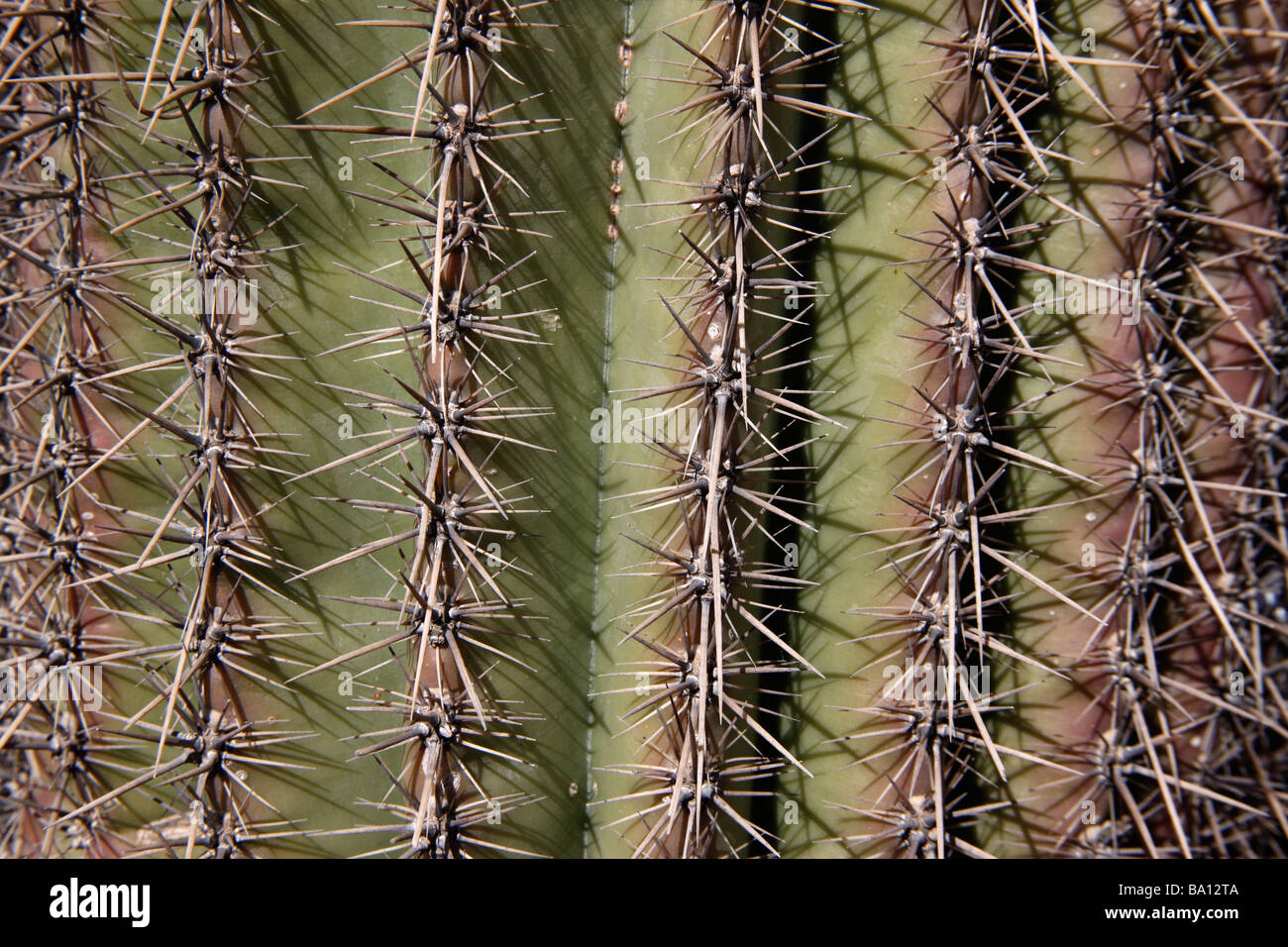 Saguaro-Cactis Carnegiea Gigantea Stacheln Arizona USA Stockfoto