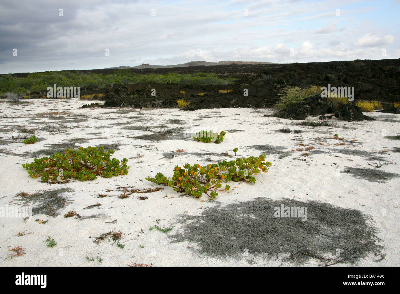Tinte-Berry aka Beachberry, Gullfeed, halbe Blume oder wachsartige Bush, Scaevola Plumieri, Cerro Brujo, San Cristobal Insel, Galapagos Stockfoto