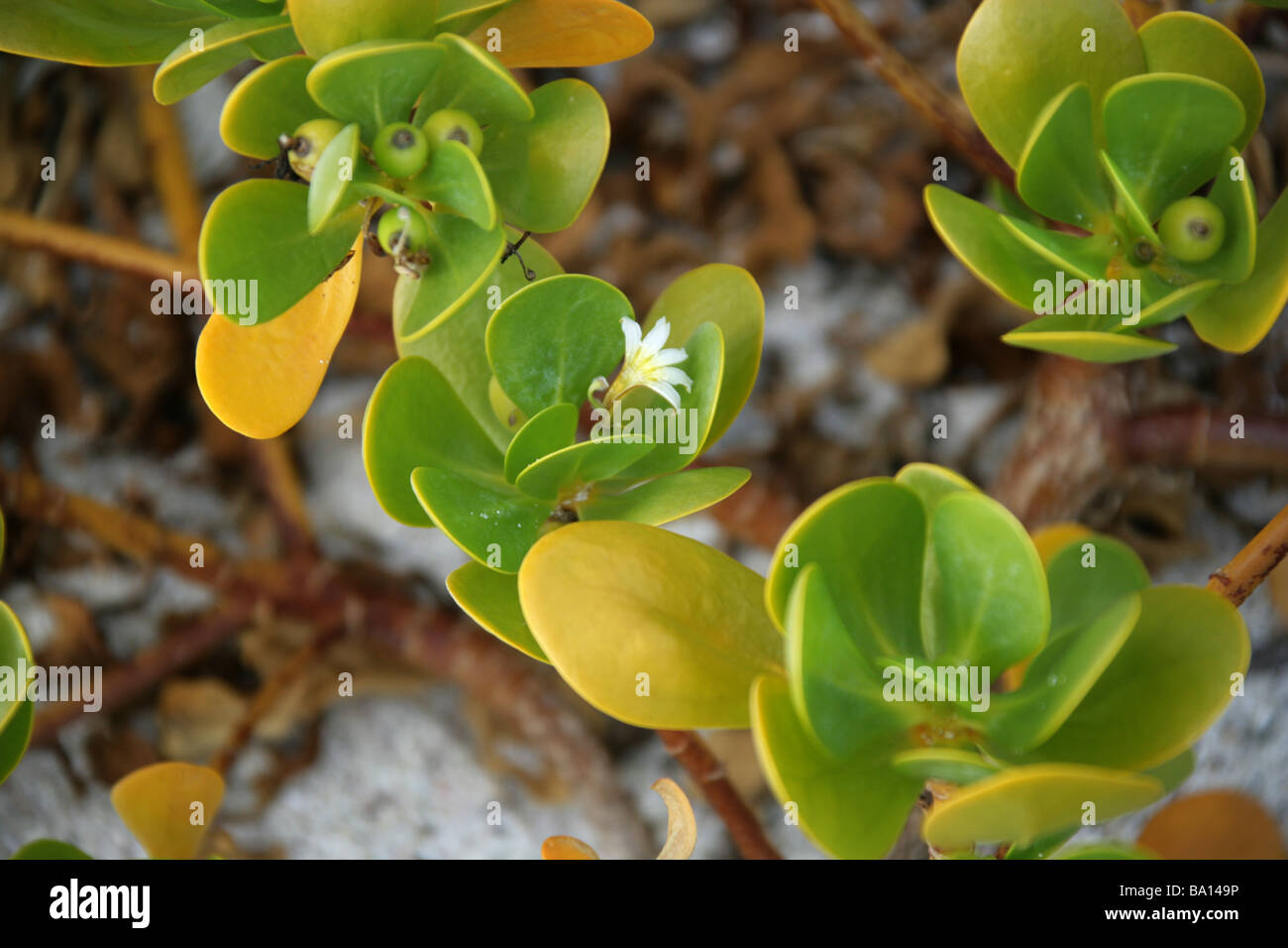 Tinte-Berry aka Beachberry, Gullfeed, halbe Blume oder wachsartige Bush, Scaevola Plumieri, Cerro Brujo, San Cristobal Insel, Galapagos Stockfoto