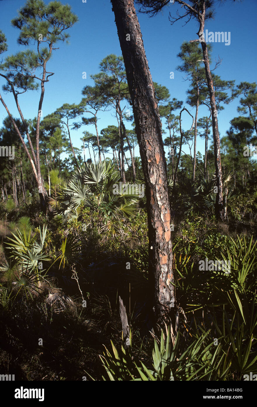 Slash Pine Tree und Palmetto Peeling Land in das National Key Deer Refuge in Big Pine Key Florida Stockfoto