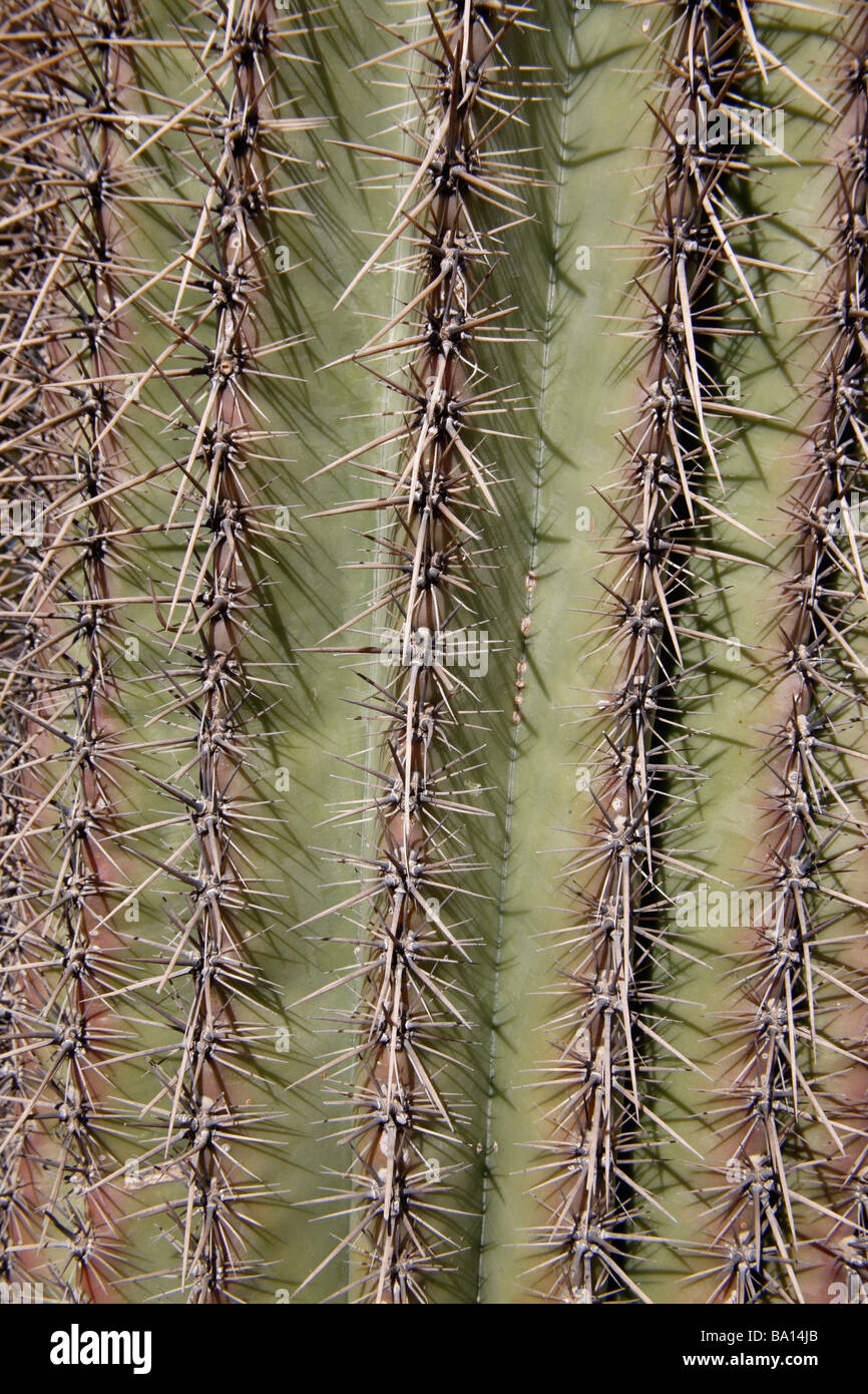 Saguaro-Cactis Carnegiea Gigantea Stacheln Arizona USA Stockfoto