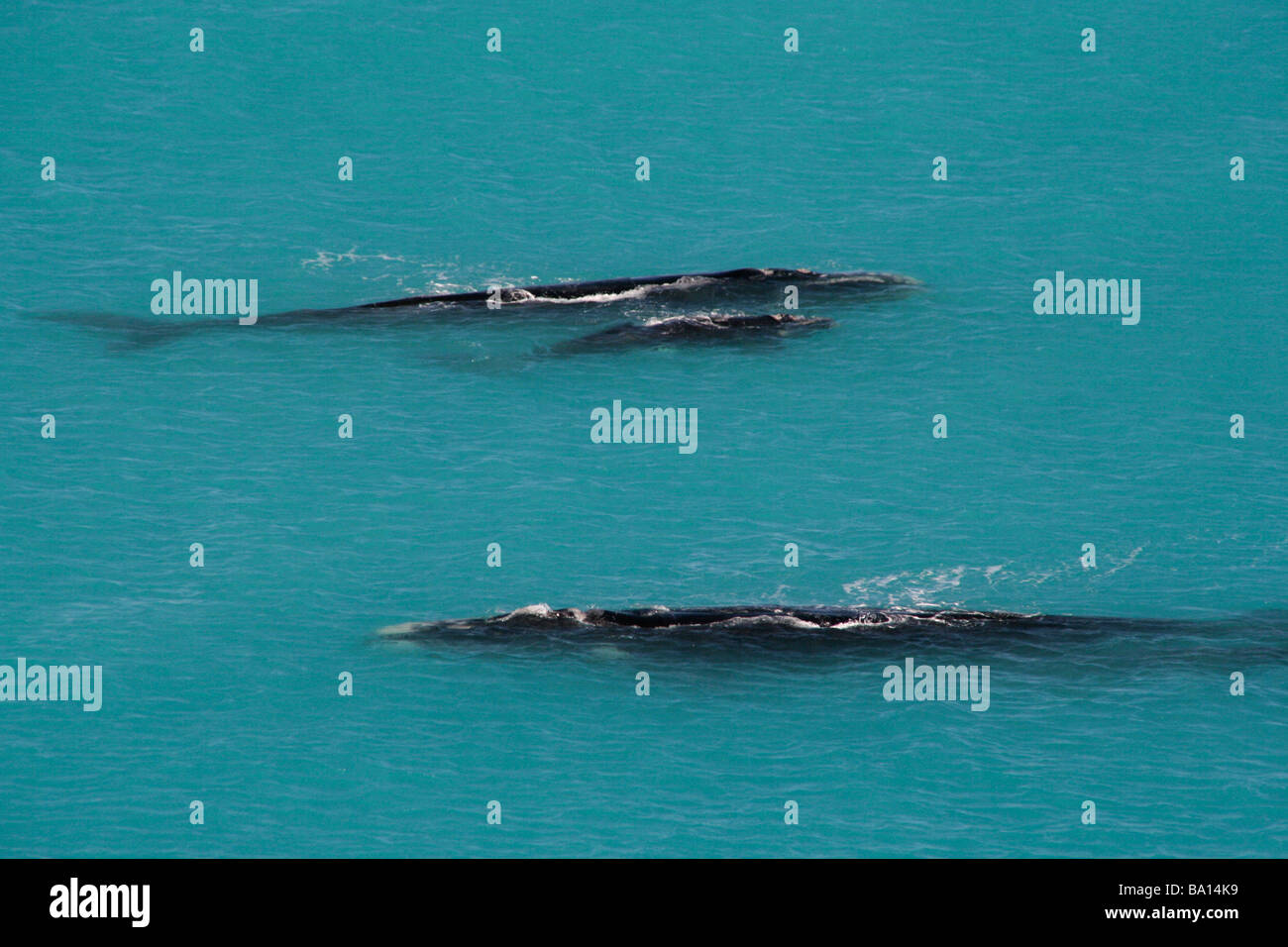 Zwei Paare der Southern Right Wale mit ihren Neugeborenen Kälbern an den Head of Bight, Nullarbor Plain, South Australia, Australien Stockfoto