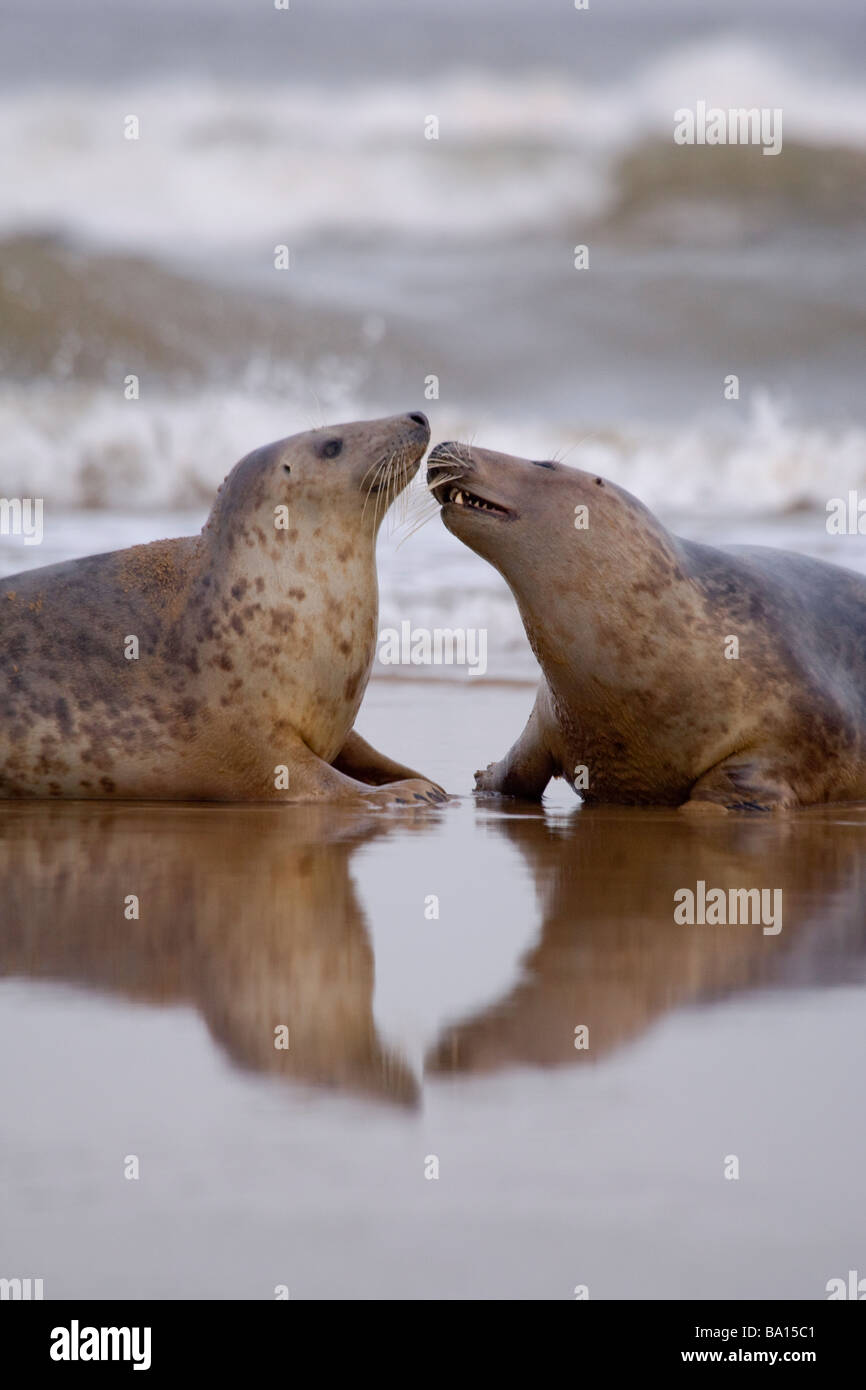 Paar grau versiegeln Nase an Nase uk Stockfoto