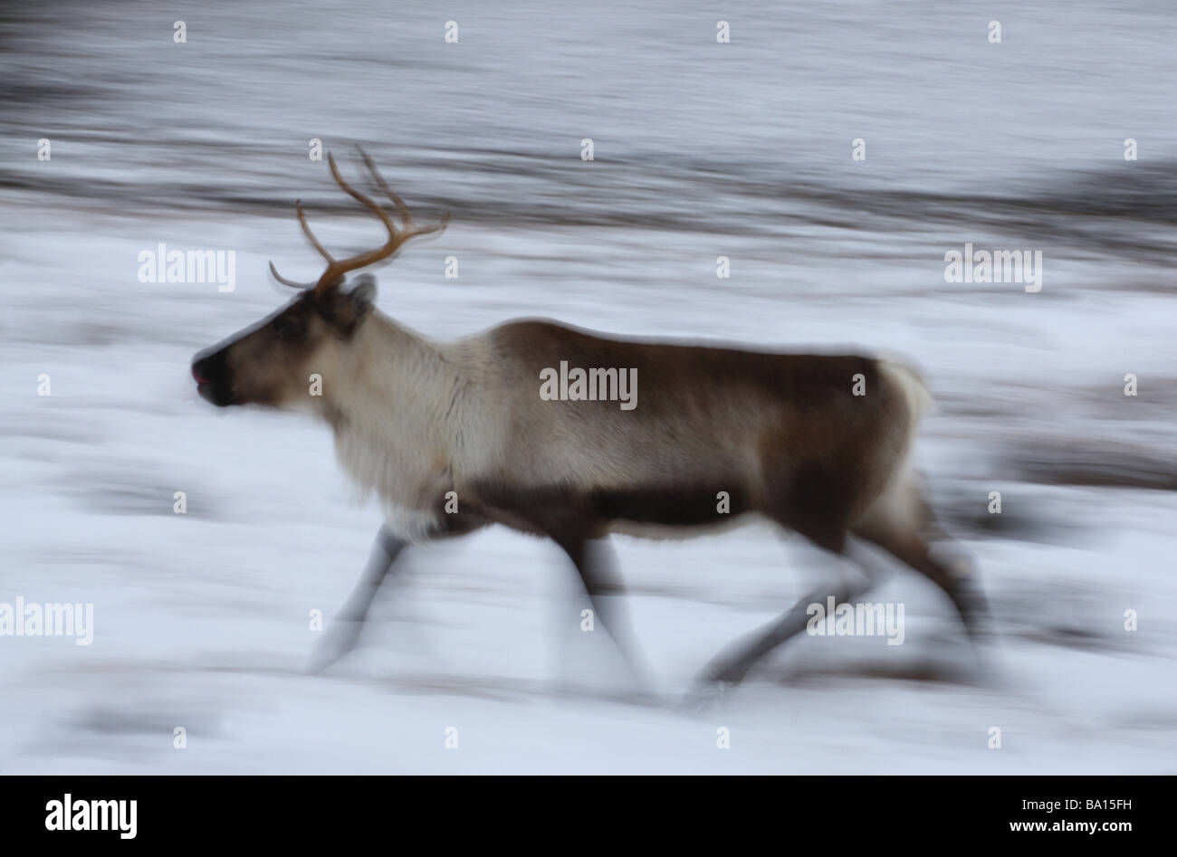 Rentiere laufen im Schnee zeigen mit Motion blur Stockfoto