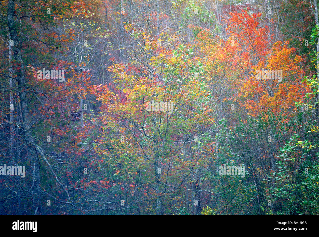 Farben des Herbstes in Greenville County Wald Cherokee Foothills Scenic Highway in South Carolina Stockfoto