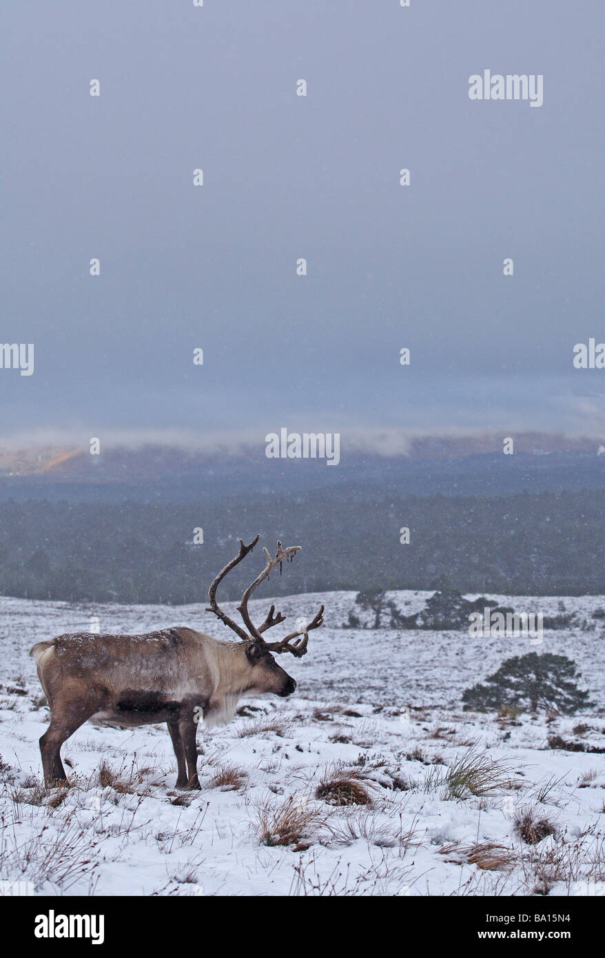 Rentier im Schnee Landschaft Schottland Stockfoto