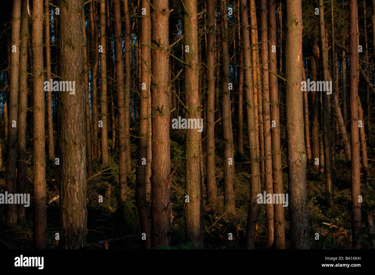 Forstwirtschaft-Plantage in Stainburn Wald im Tal in der Nähe von Harrogate Yorkshire England Washburn Stockfoto