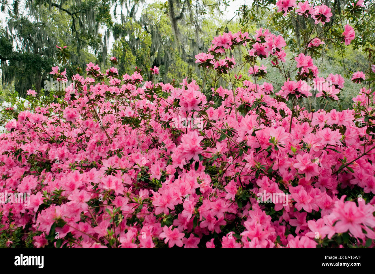 Rosa Azaleen in voller Blüte mit weißen Azaleen, Eichen und spanischem Moos in den Hintergrund, Forsyth Park, Savannah, Georgia Stockfoto