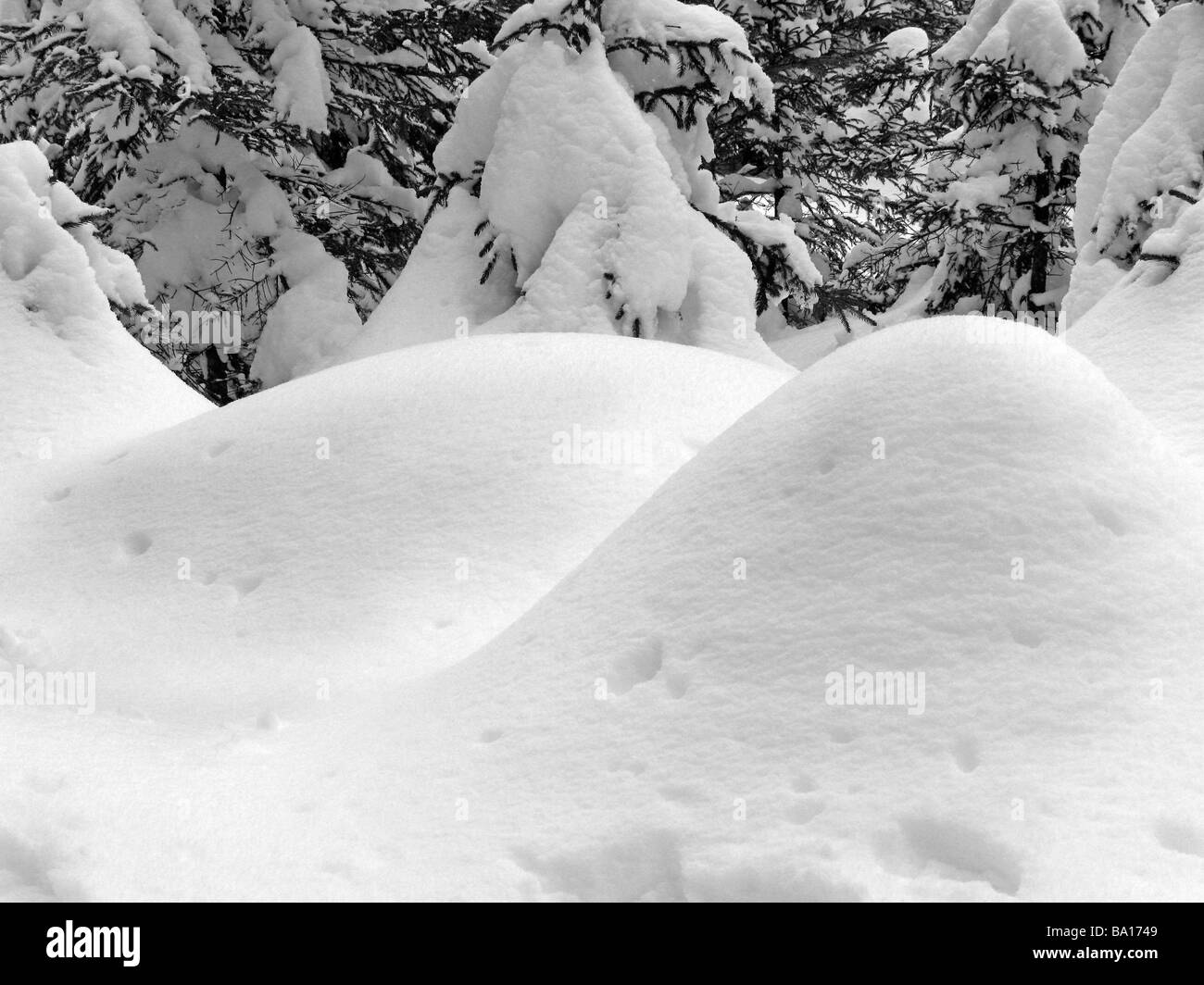 Tanne Wald mit viel Schnee und Tiefe Schneeverwehungen, Winter Österreich, Achenkirch, in der Nähe von Innsbruck. Stockfoto