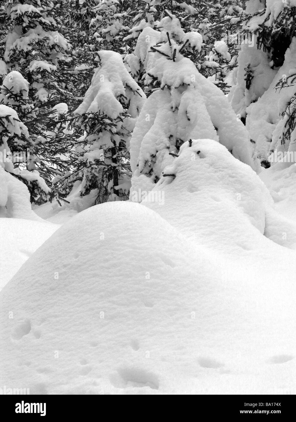 Tanne Wald mit viel Schnee und Tiefe Schneeverwehungen, Winter Österreich, Achenkirch, in der Nähe von Innsbruck. Stockfoto