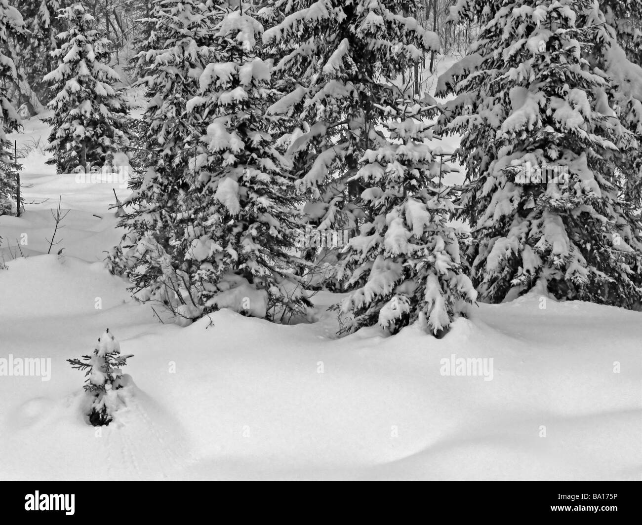 Tanne Wald mit viel Schnee und Tiefe Schneeverwehungen, Winter Österreich, Achenkirch, in der Nähe von Innsbruck. Stockfoto