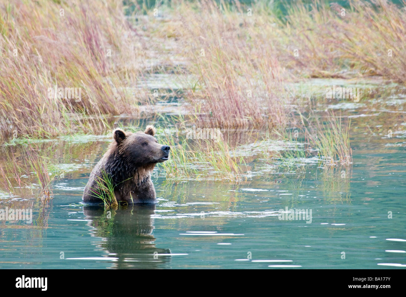 Grizzly Bär, Ursus Arctos Horriblis, Brooks River, Katmai Nationalpark, Alaska, USA Stockfoto