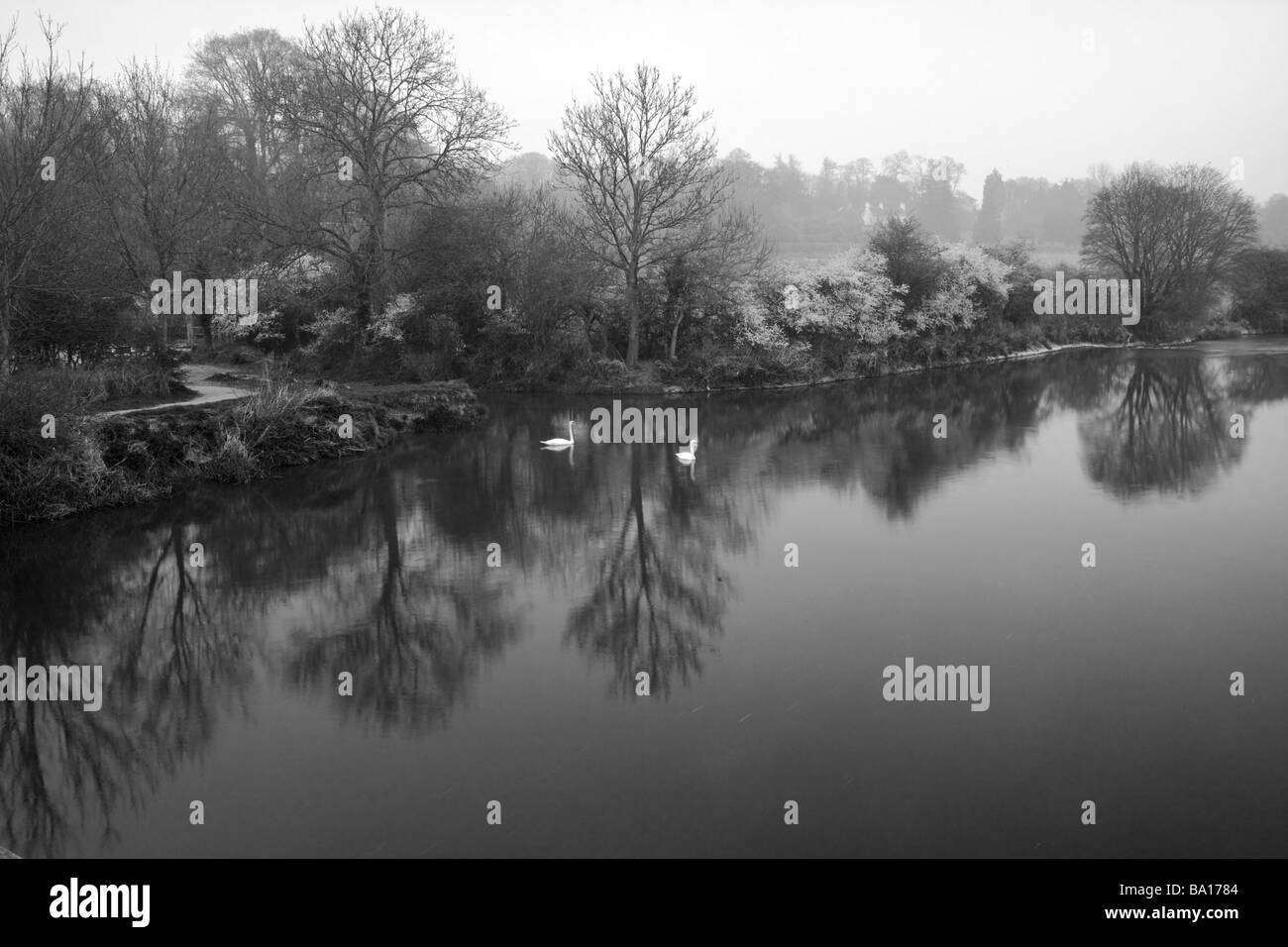Fluss Stour Wimborne Dorset mit Schwänen und Reflexionen der Bäume im Wasser an nebligen kalten April Morgen, schwarz / weiß Stockfoto