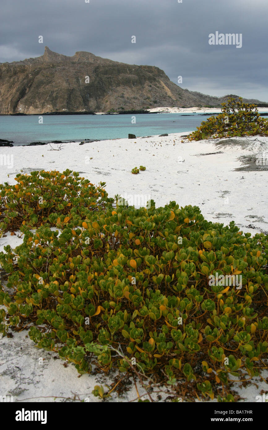 Tinte-Berry aka Beachberry, Gullfeed, halbe Blume oder wachsartige Bush, Scaevola Plumieri, Cerro Brujo, San Cristobal Insel, Galapagos Stockfoto