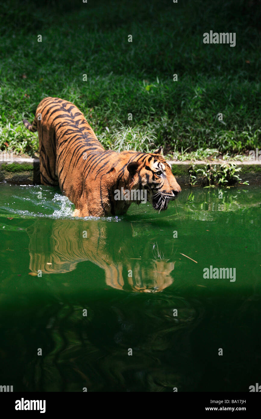 Bengal Tiger Panthera Tigris Tigris Schwimmen im See Stockfoto