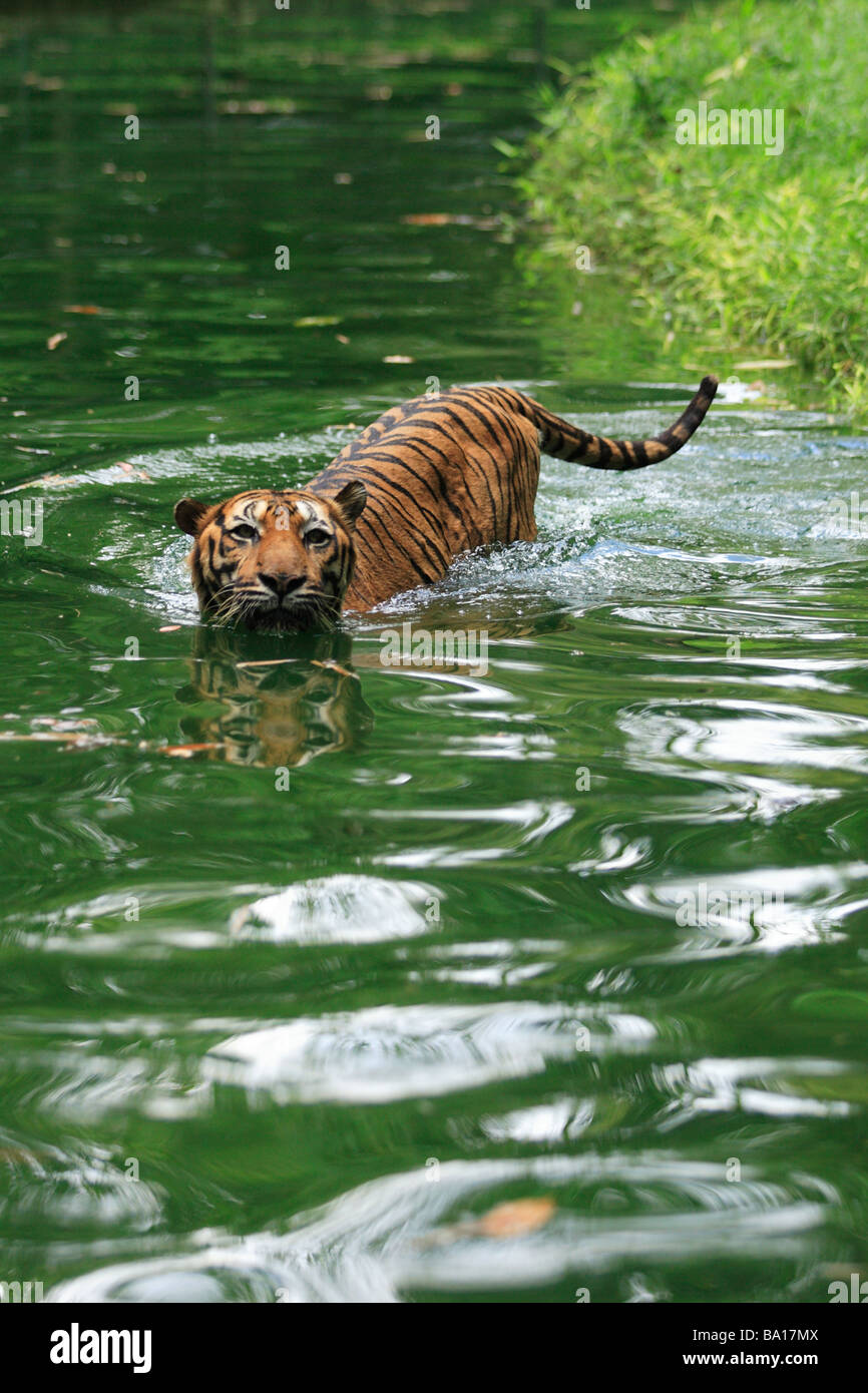 Bengal Tiger Panthera Tigris Tigris Schwimmen im See Stockfoto