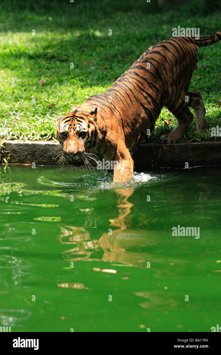 Bengal Tiger Panthera Tigris Tigris Schwimmen im See Stockfoto