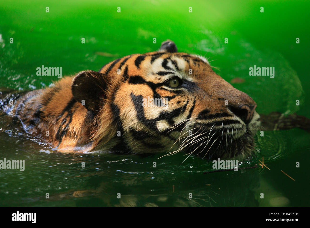 Bengal Tiger Panthera Tigris Tigris Schwimmen im See Stockfoto