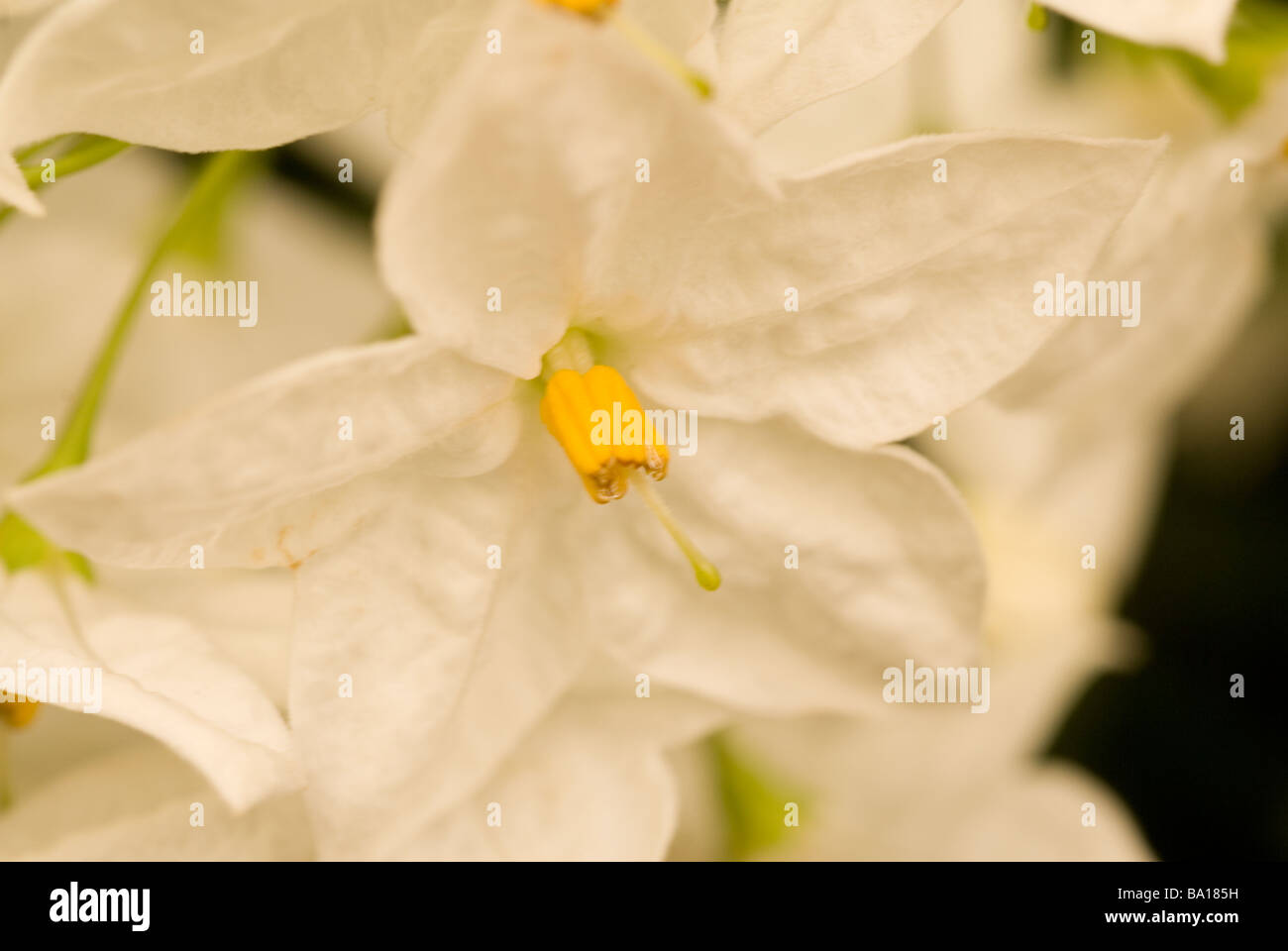 Blume der Nacht Jasmin Solanum Jasminoides, Solanaceae, Brasilien Stockfoto