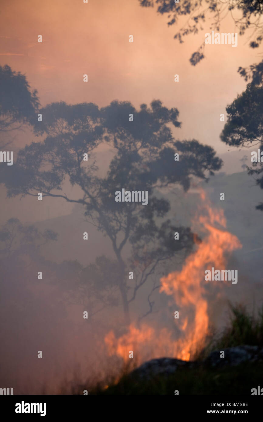 Bushfire Stockfoto
