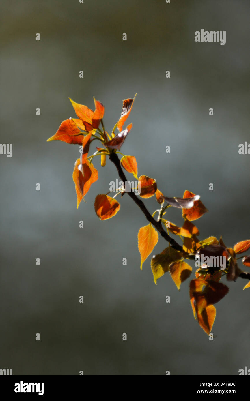 Beleuchtete rote Blätter Stockfoto