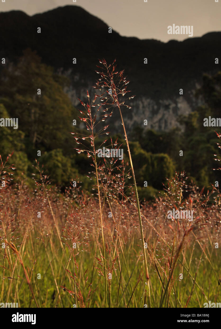 Morgentau auf lange Wiese am Fuße des Mount Benarat im Mulu Nationalpark, Sarawak Borneo Stockfoto