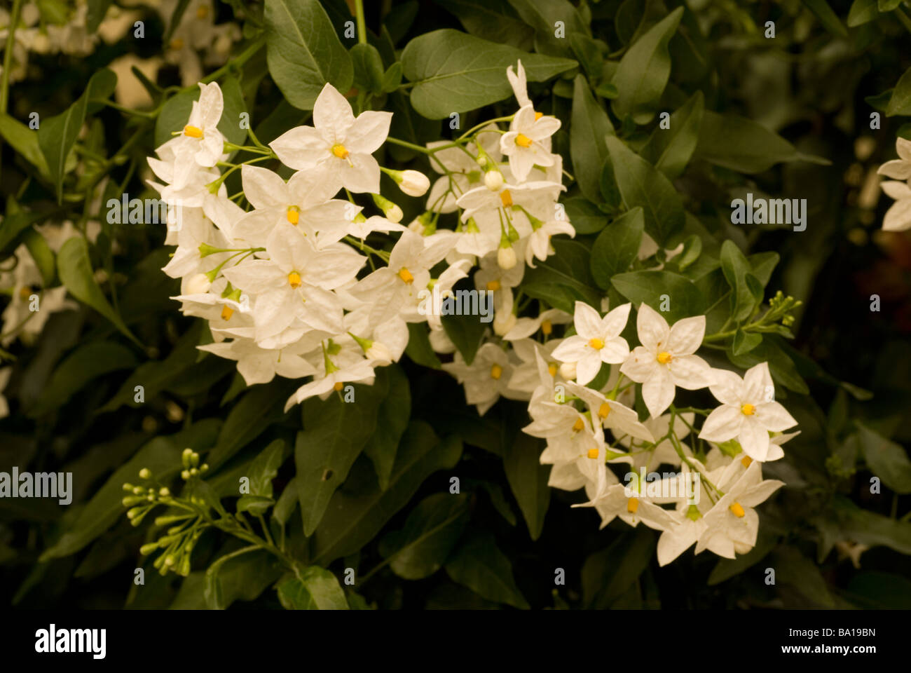 Blume der Nacht Jasmin Solanum Jasminoides, Solanaceae, Brasilien Stockfoto