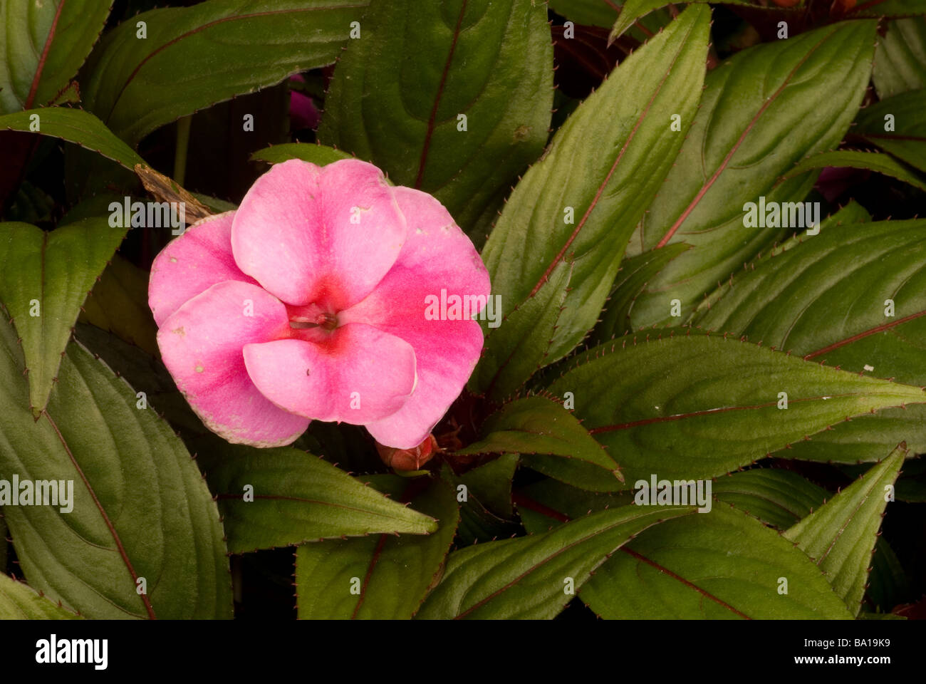 Impatiens SP "Guadalupe", Balsaminaceae. Stockfoto