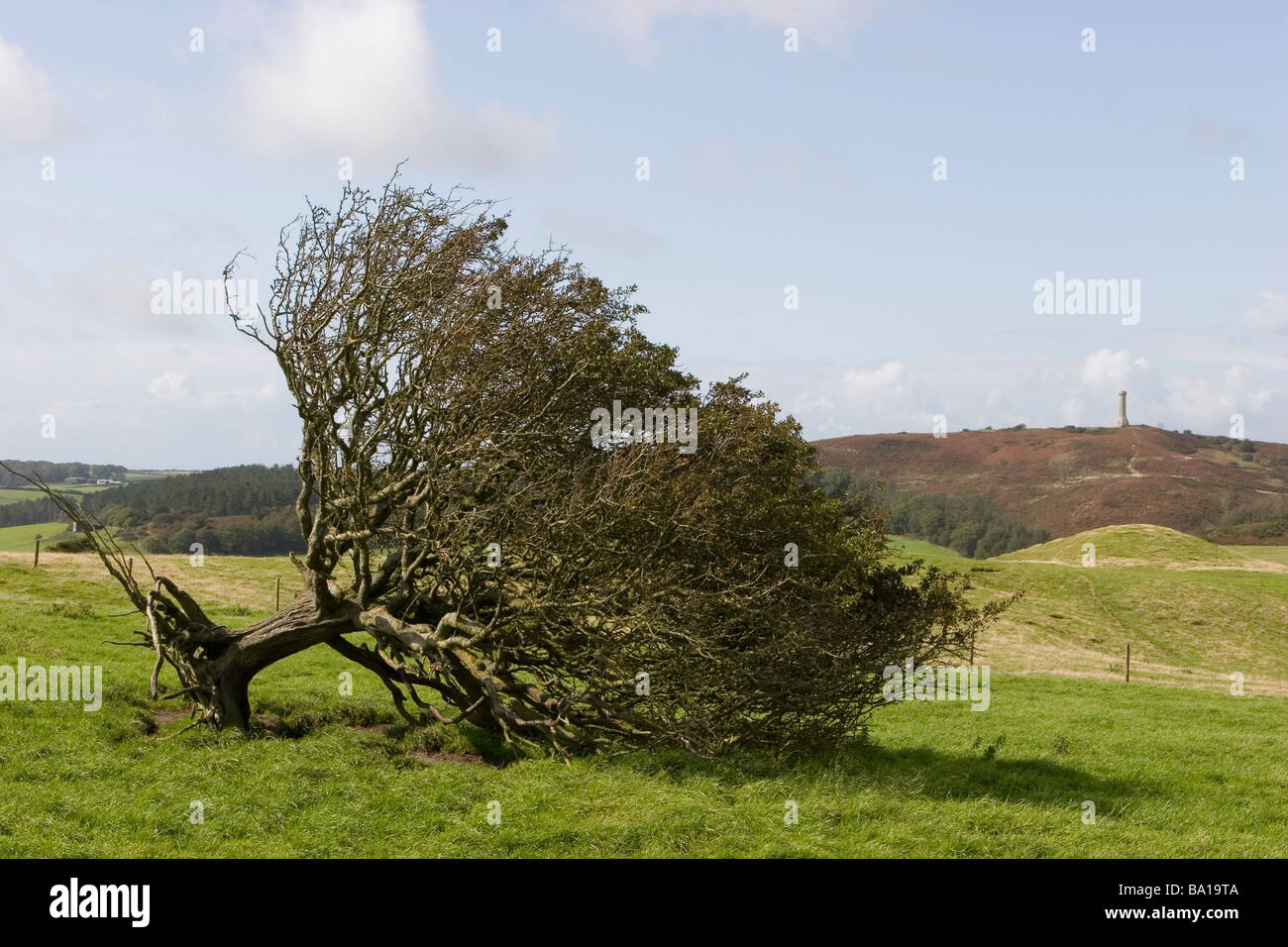 umgestürzter Baum auf Dorset Hügel Stockfoto