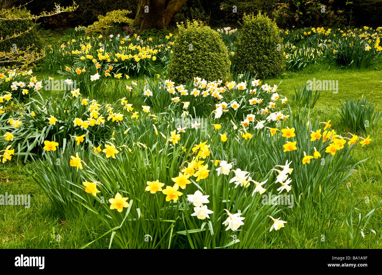 Verschiedene Arten, Sorten von Narcissus in der Narzisse Garten am Stourton Haus Stourton in der Nähe von Warminster Wiltshire England UK Stockfoto